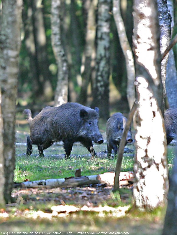  Image name: 13 Cinghiale.jpg 
 width: 600 pixel 
 height: 798 pixel 
 Size: 114640 bytes 
 Click to enlarge 